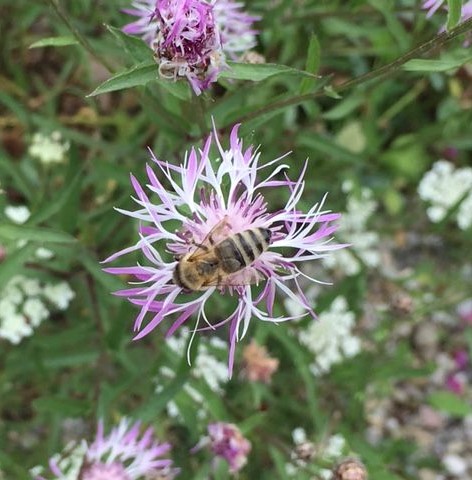bij paarse bloem_gespiegeld